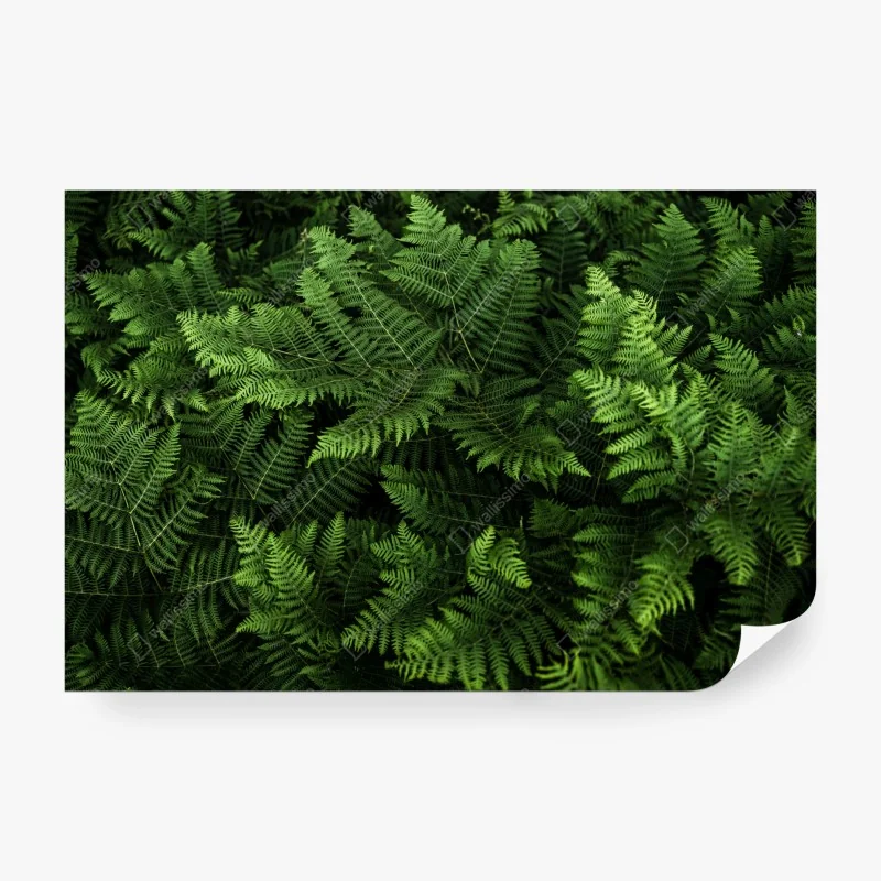 Fototapete aquarellmuster mit vogelbeeren – Wallnifity®