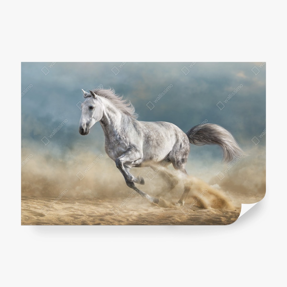 Fototapete majestätisches graues pferd galoppiert durch den sand – Wallnifity® Fototapete majestätisches graues pferd galoppiert durch den sand – Wallnifity®