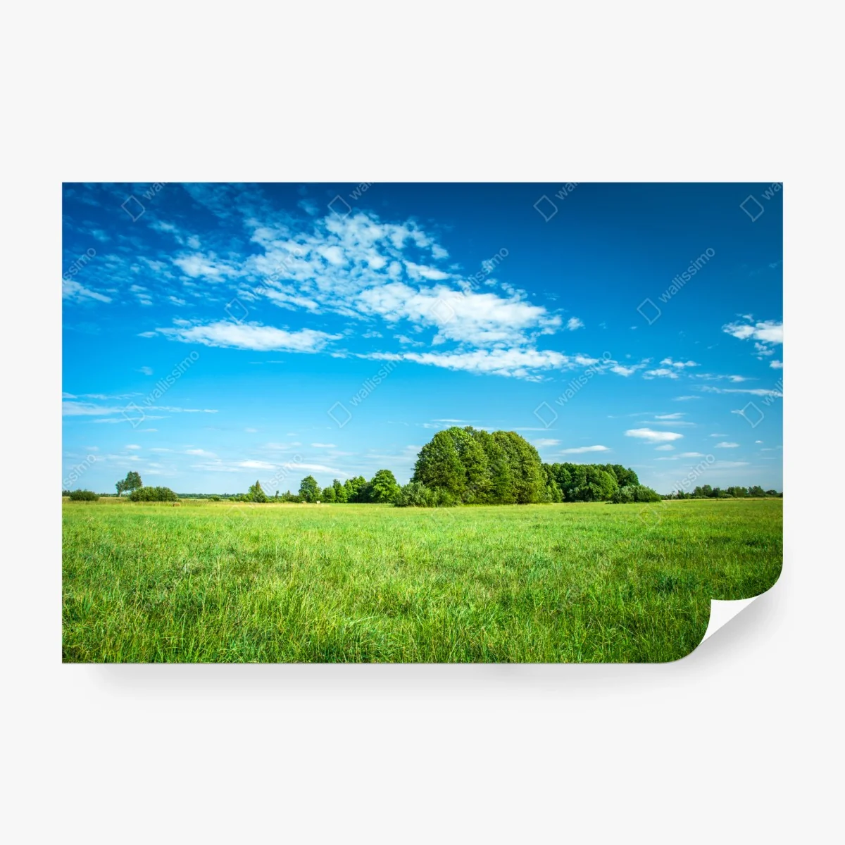 Fototapete sonnige grüne wiese unter blauem himmel – Wallnifity® Fototapete sonnige grüne wiese unter blauem himmel – Wallnifity®