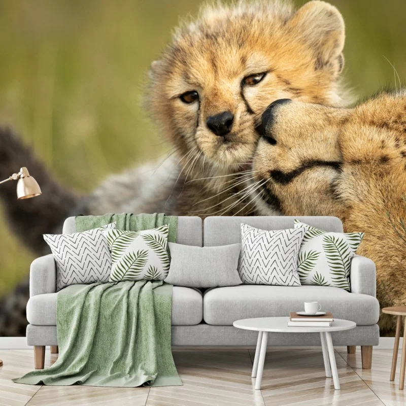Fototapete gepardmutter und ihr junges in zärtlicher geste – Wallnifity®