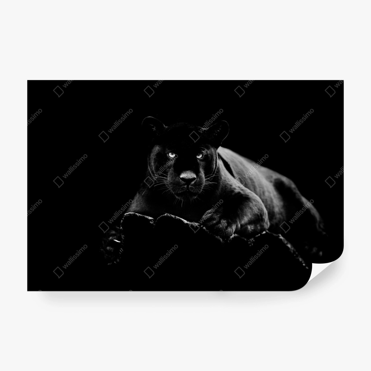 Fototapete majestätisches porträt eines schwarzen panthers – Wallnifity® Fototapete majestätisches porträt eines schwarzen panthers – Wallnifity®