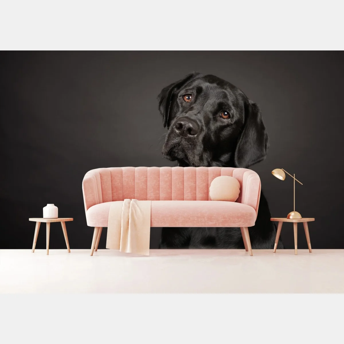 Fototapete studio-porträt eines schwarzen labradors – Wallnifity® Fototapete studio-porträt eines schwarzen labradors – Wallnifity®