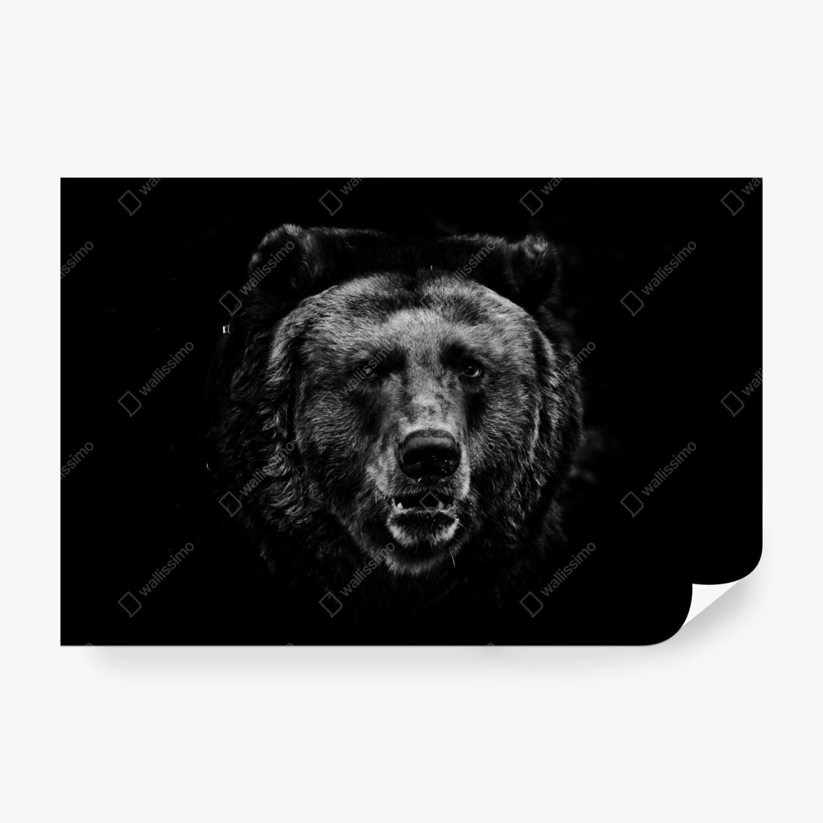 Fototapete düsteres grizzly-porträt in monochrom – Wallnifity® Fototapete düsteres grizzly-porträt in monochrom – Wallnifity®