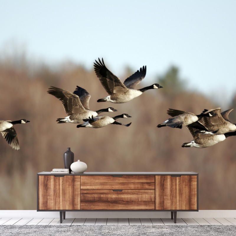 Fototapete gänse im flug über herbstliches feuchtgebiet – Wallnifity® Fototapete gänse im flug über herbstliches feuchtgebiet – Wallnifity®