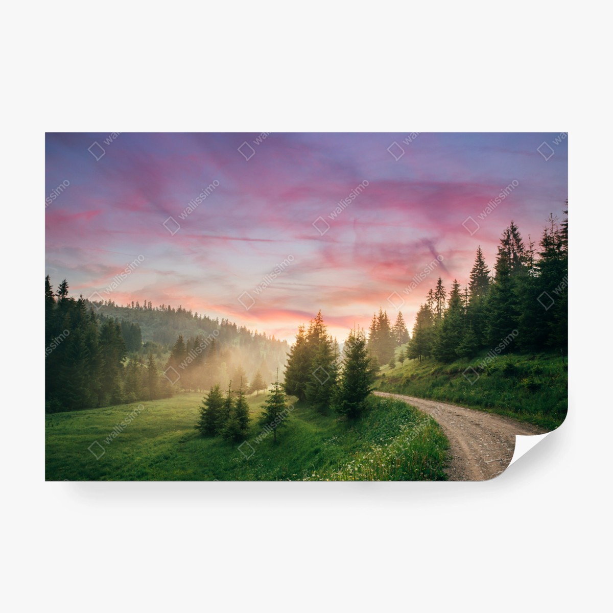 Fototapete nebliger sonnenuntergang im kiefernwald – Wallnifity®