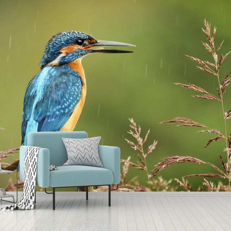Fototapete lebhafter eisvogel im regen – Wallnifity® Fototapete lebhafter eisvogel im regen – Wallnifity®