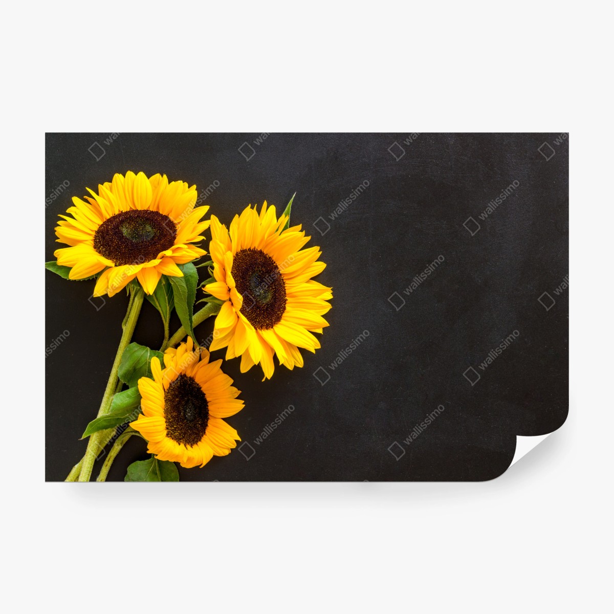 Fototapete sonnenblumenstrauß auf schwarzem hintergrund – Wallnifity®