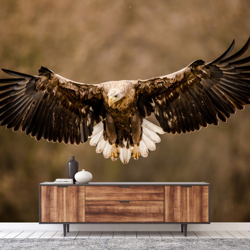 Fototapete majestätischer adler im flug