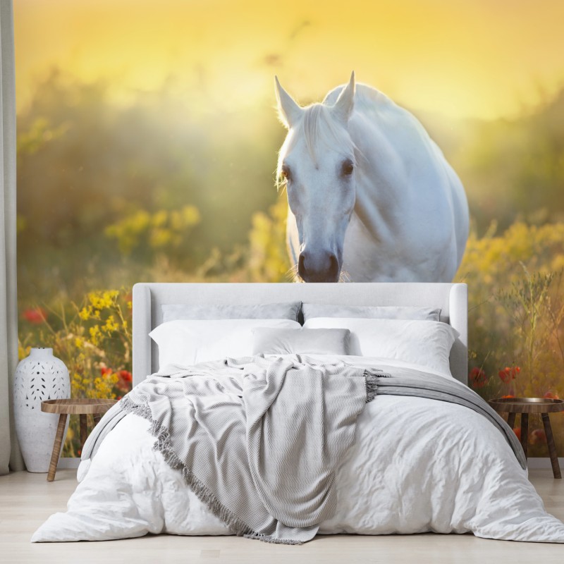 Fototapete weißes pferd im mohnfeld bei sonnenaufgang