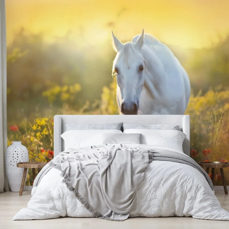 Fototapete weißes pferd im mohnfeld bei sonnenaufgang