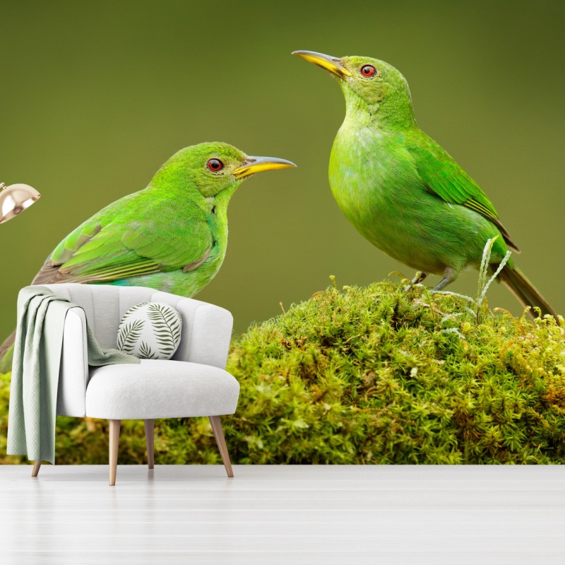 Fototapete lebendige grüne honigfresser auf moos – Wallnifity® Fototapete lebendige grüne honigfresser auf moos – Wallnifity®