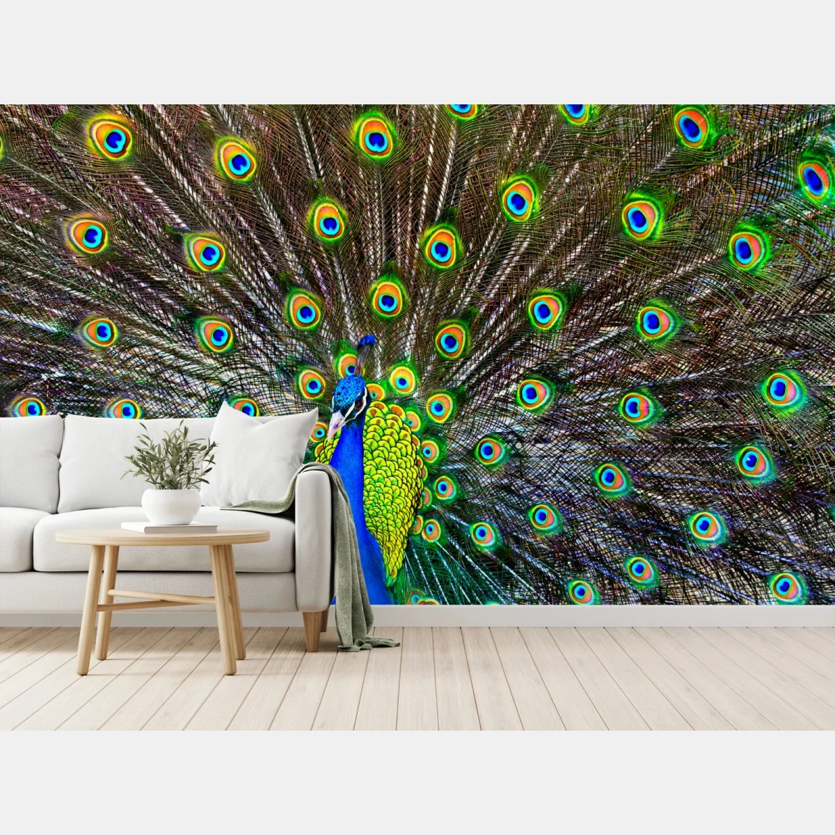 Fototapete leuchtender fächer aus pfauenfedern – Wallnifity®