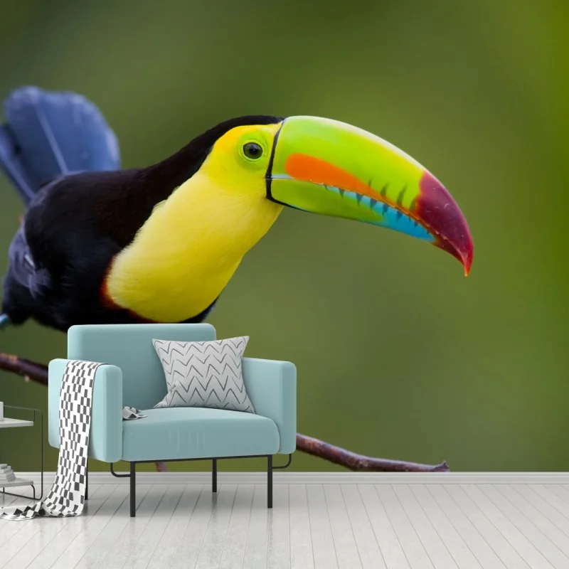 Fototapete lebendiges tukan-porträt
