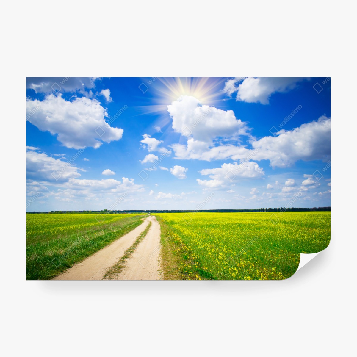 Fototapete gelbes rapsfeld unter blauem himmel – Wallnifity® Fototapete gelbes rapsfeld unter blauem himmel – Wallnifity®