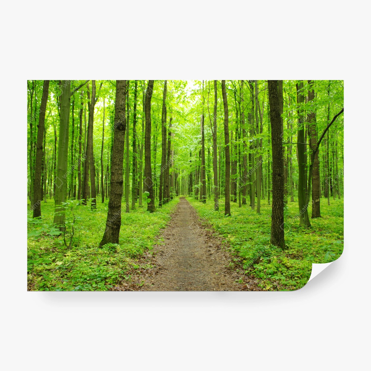 Fototapete ruhiger grüner waldweg – Wallnifity® Fototapete ruhiger grüner waldweg – Wallnifity®