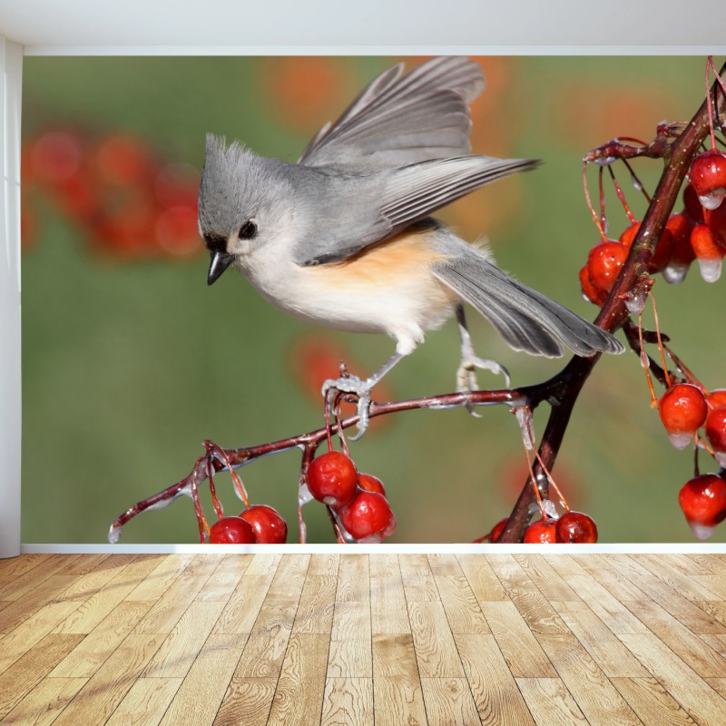 Fototapete grauer vogel auf roten beeren