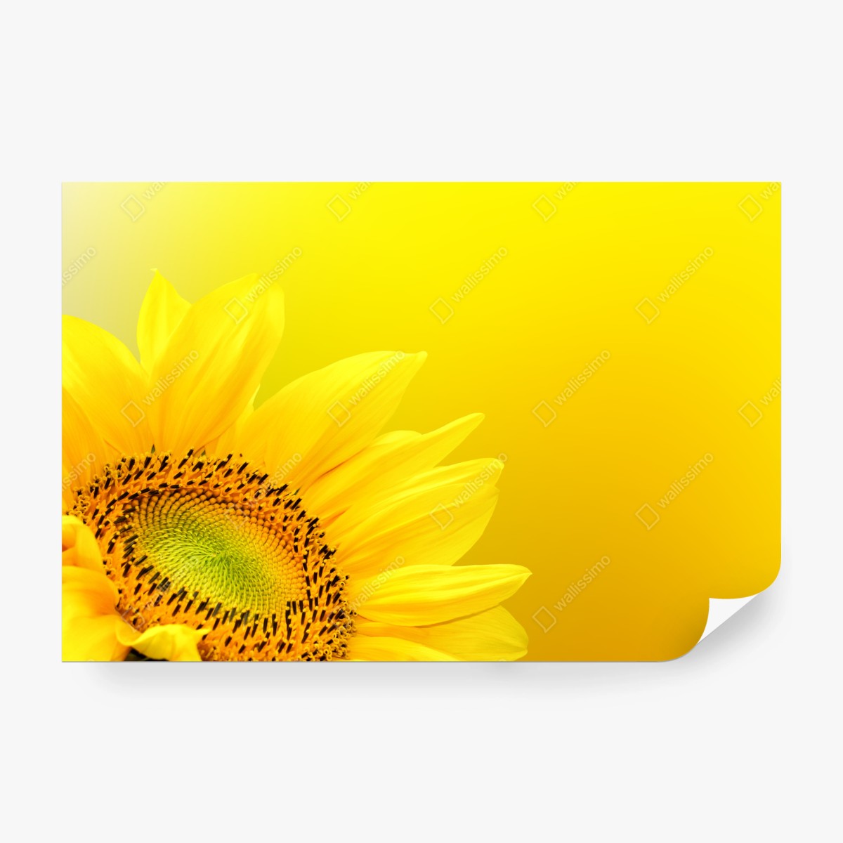 Fototapete leuchtende sonnenblume nahaufnahme auf gelbem hintergrund – Wallnifity®