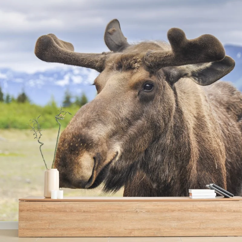 Fototapete majestätisches elchporträt in freier natur – Wallnifity® Fototapete majestätisches elchporträt in freier natur – Wallnifity®
