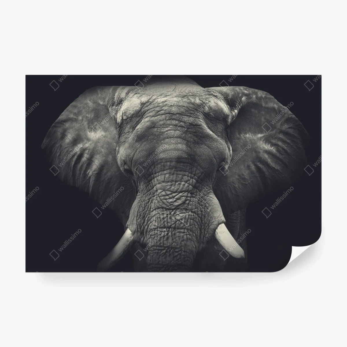 Fototapete majestätisches elefantenportrait in monochrom – Wallnifity® Fototapete majestätisches elefantenportrait in monochrom – Wallnifity®