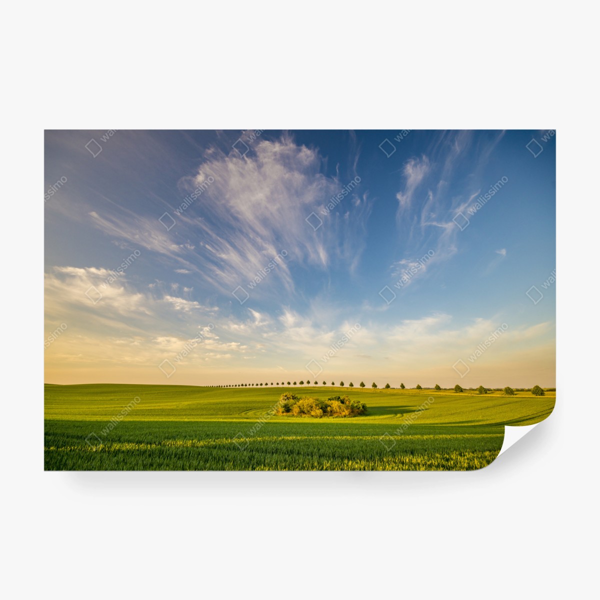 Fototapete grüne wiese mit einer reihe junger bäume – Wallnifity® Fototapete grüne wiese mit einer reihe junger bäume – Wallnifity®