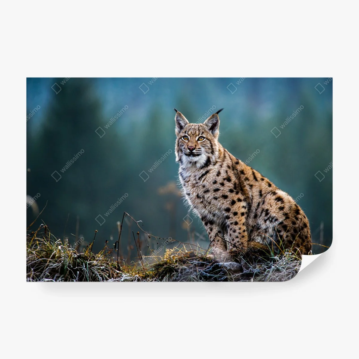 Fototapete majestätischer luchs in natürlichem habitat – Wallnifity® Fototapete majestätischer luchs in natürlichem habitat – Wallnifity®