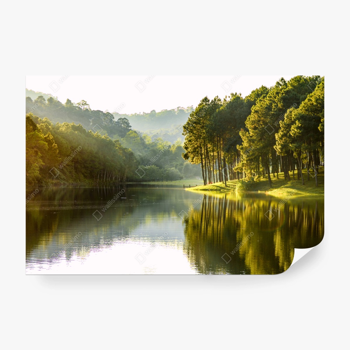 Fototapete ruhiger kiefernwald am stillen see – Wallnifity® Fototapete ruhiger kiefernwald am stillen see – Wallnifity®