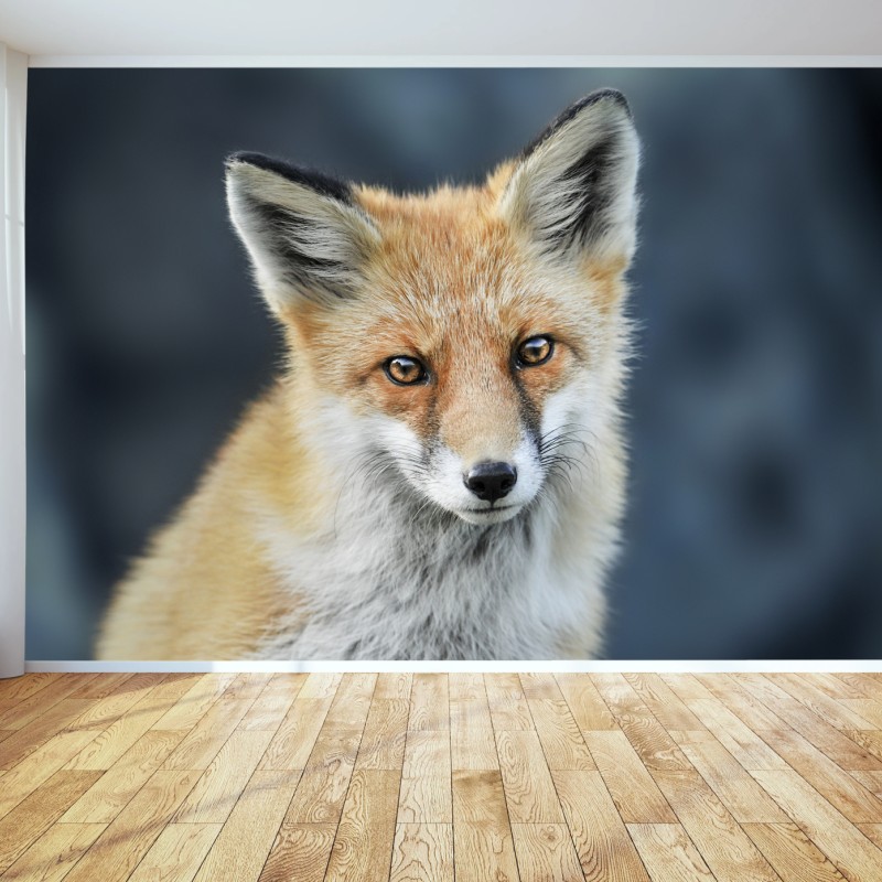 Fototapete rotfuchs nahaufnahme