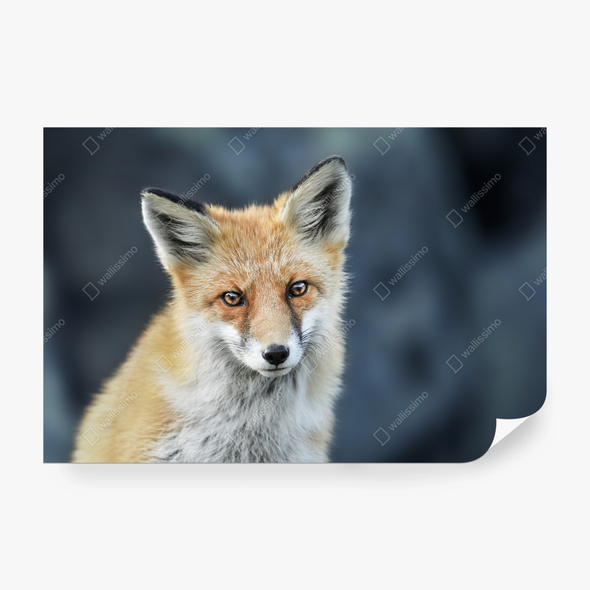 Fototapete rotfuchs nahaufnahme – Wallnifity®