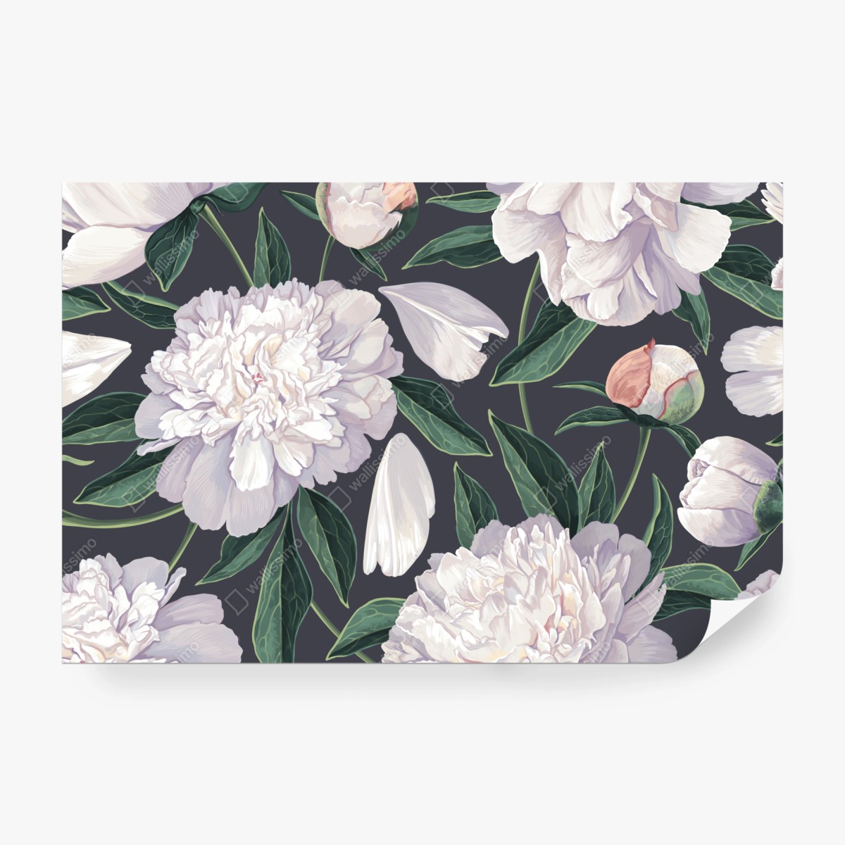 Fototapete weißes pfingstrosenmuster auf schiefergrauem hintergrund – Wallnifity® Fototapete weißes pfingstrosenmuster auf schiefergrauem hintergrund – Wallnifity®