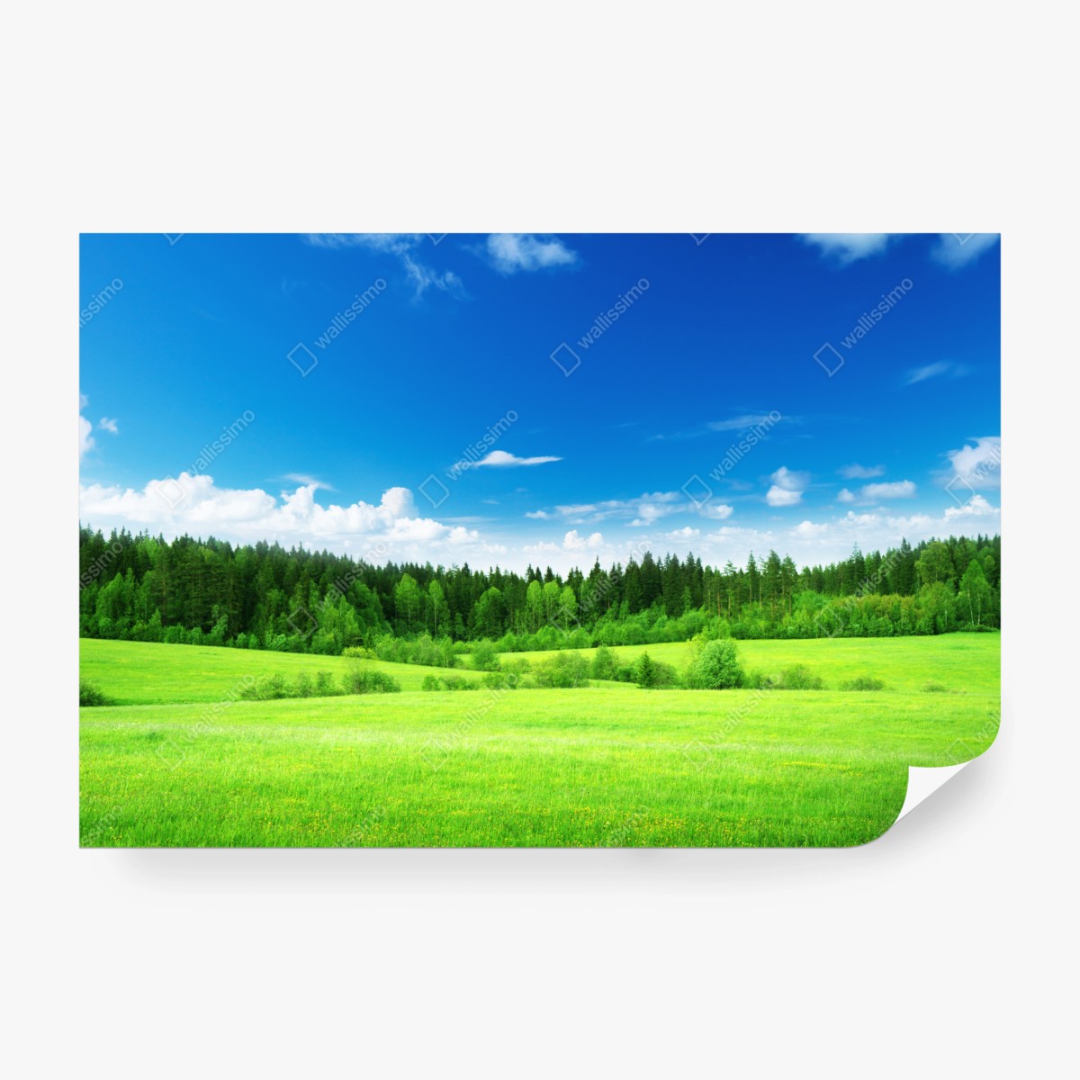 Fototapete frühlingswiese unter blauem himmel – Wallnifity® Fototapete frühlingswiese unter blauem himmel – Wallnifity®