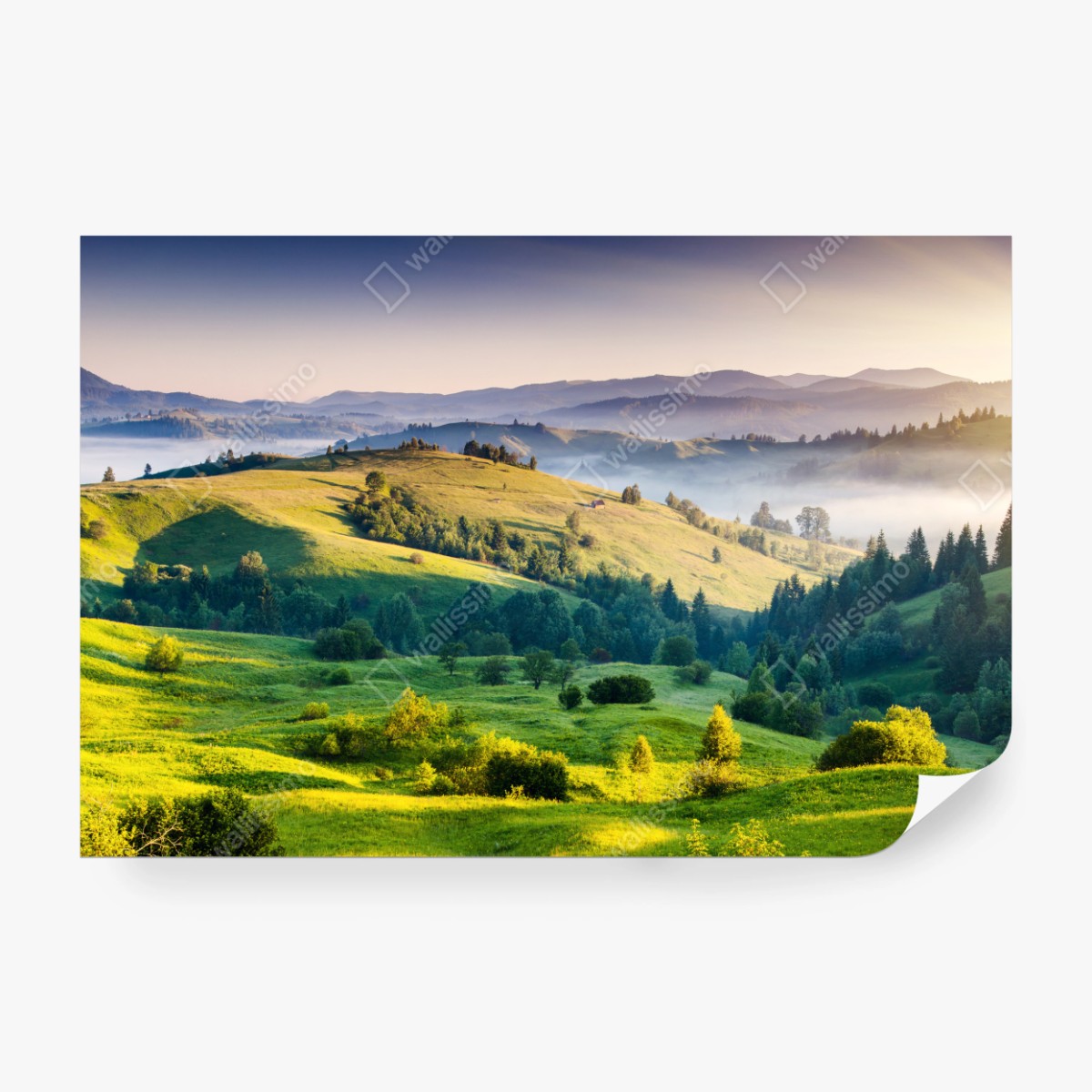 Fototapete Sonnenuntergang in den Karpaten über sanften grünen Hügeln – Wallnifity® Fototapete Sonnenuntergang in den Karpaten über sanften grünen Hügeln – Wallnifity®