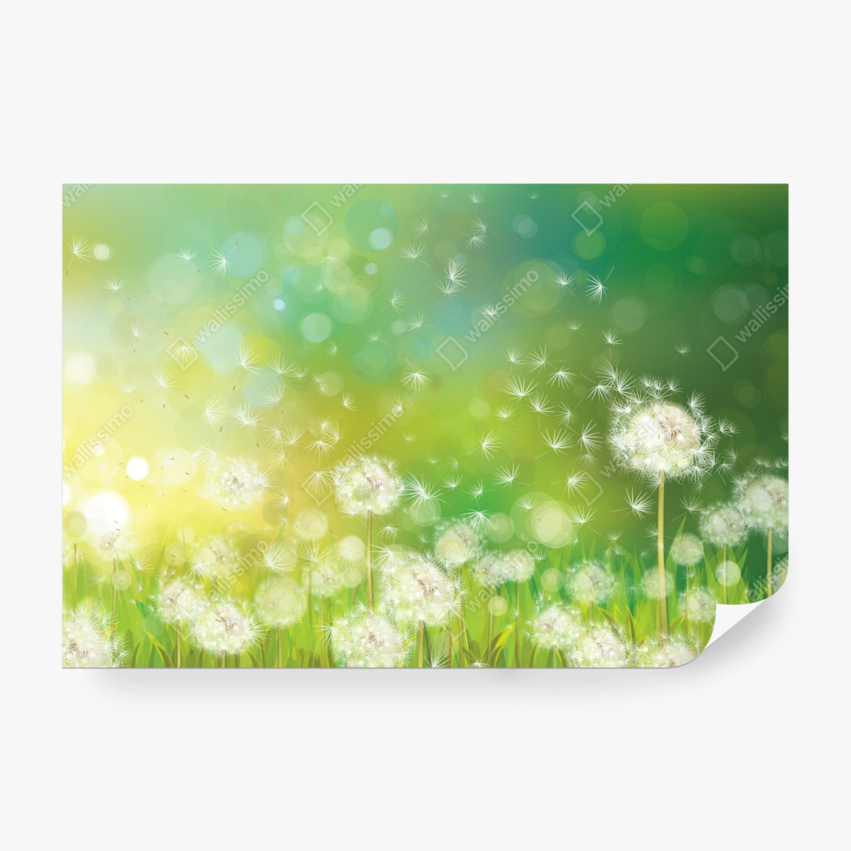 Fototapete frühlingswiese mit löwenzahn – Wallnifity®