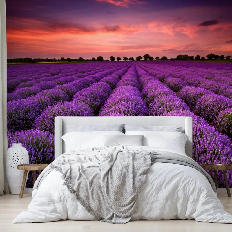 Fototapete lavendelfeld bei sonnenuntergang