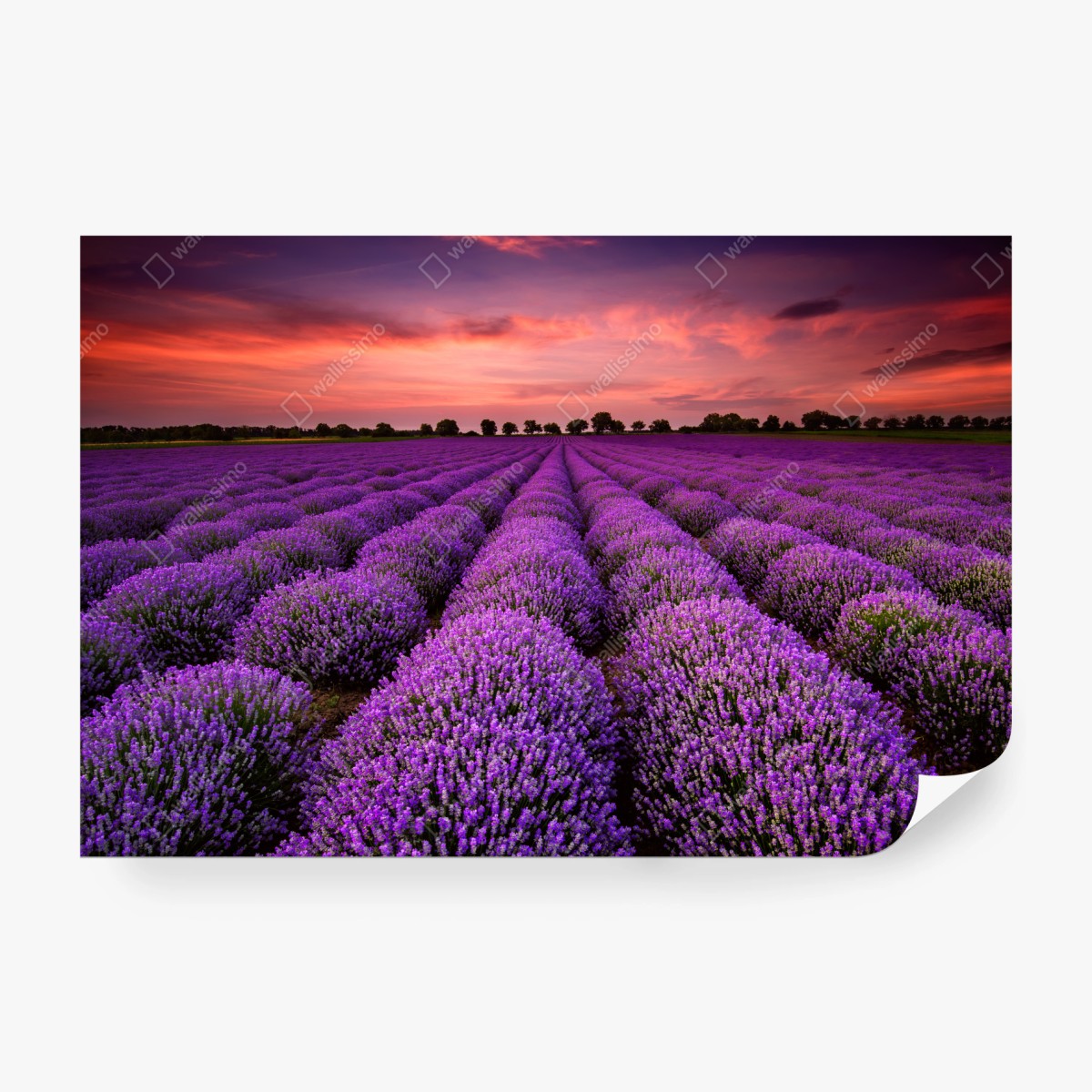 Fototapete lavendelfeld bei sonnenuntergang – Wallnifity® Fototapete lavendelfeld bei sonnenuntergang – Wallnifity®