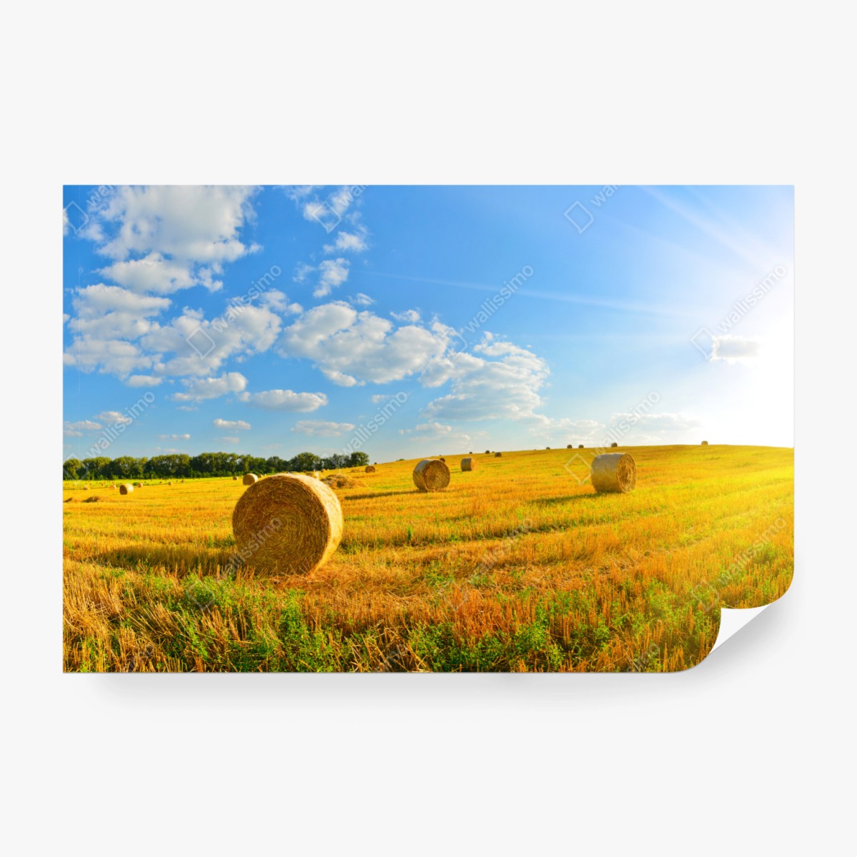 Fototapete goldenes heufeld unter blauem himmel – Wallnifity® Fototapete goldenes heufeld unter blauem himmel – Wallnifity®