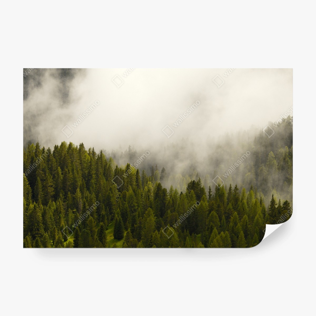 Fototapete nebliger nadelwald im morgengrauen – Wallnifity®