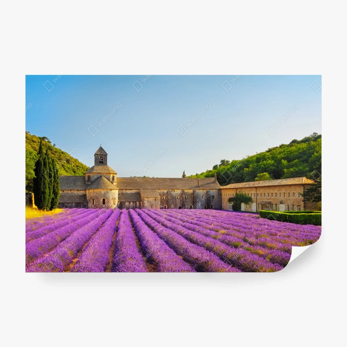 Fototapete lavendelfelder bei Abtei Sénanque, Provence – Wallnifity®