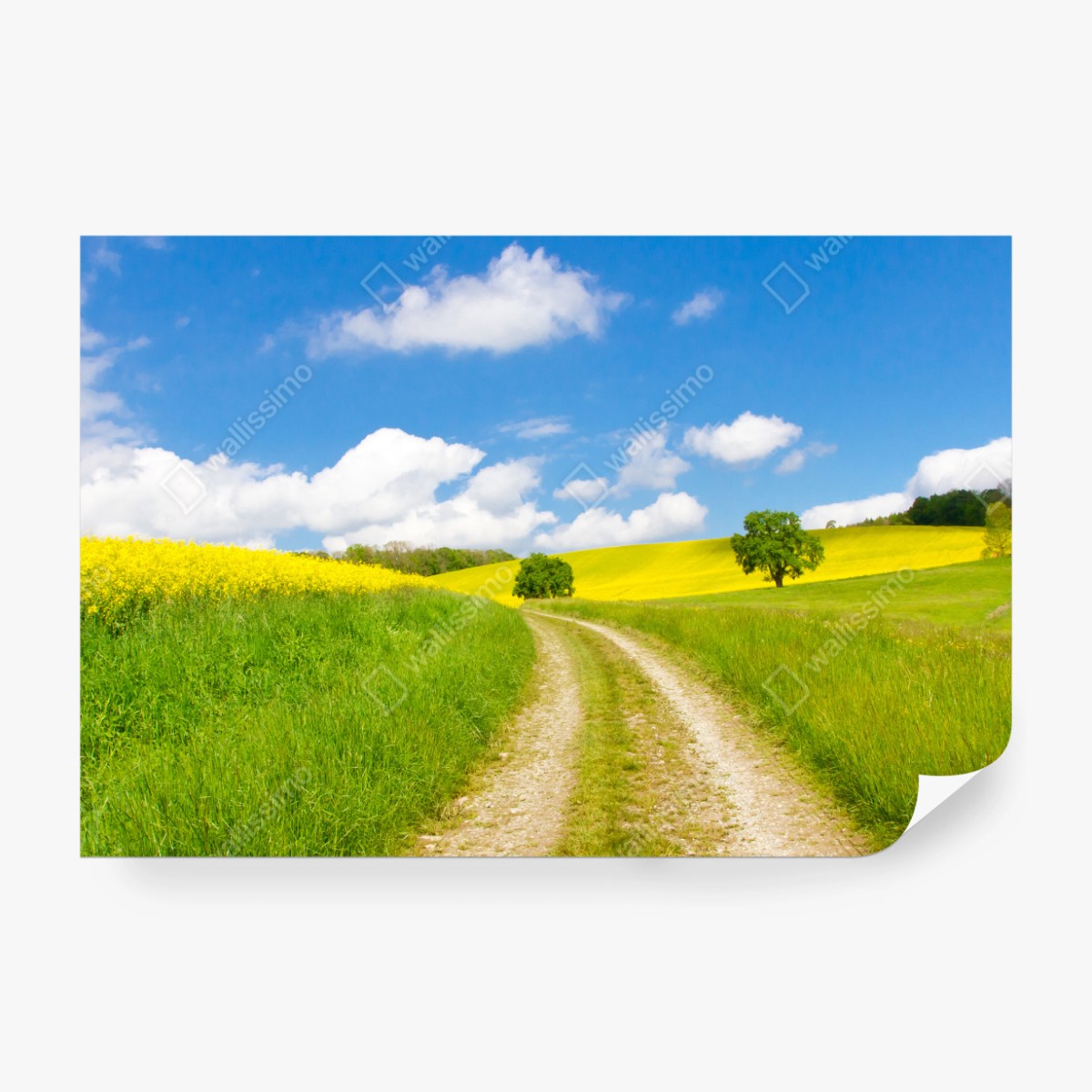 Fototapete sonniger landeweg durch gelbe felder – Wallnifity® Fototapete sonniger landeweg durch gelbe felder – Wallnifity®