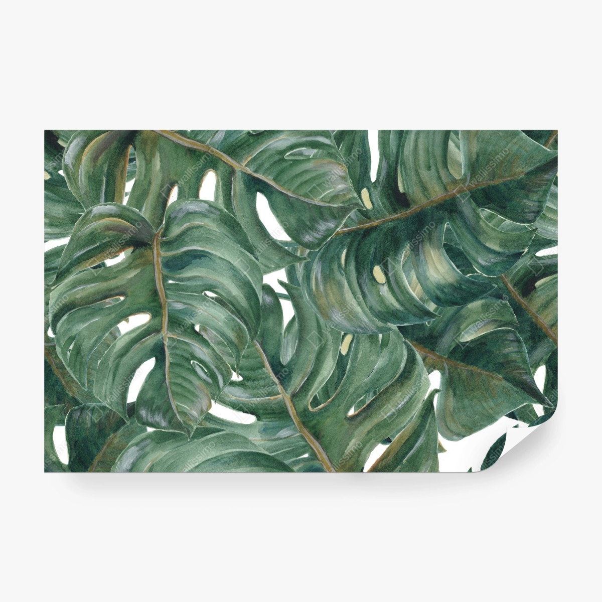 Fototapete monstera blätter in aquarell – Wallnifity® Fototapete monstera blätter in aquarell – Wallnifity®