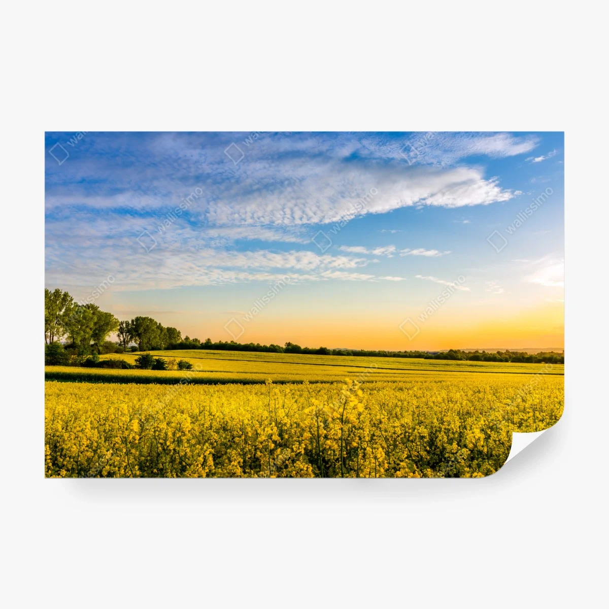 Fototapete sonnenbeschienenes rapsfeld im abendlicht – Wallnifity®