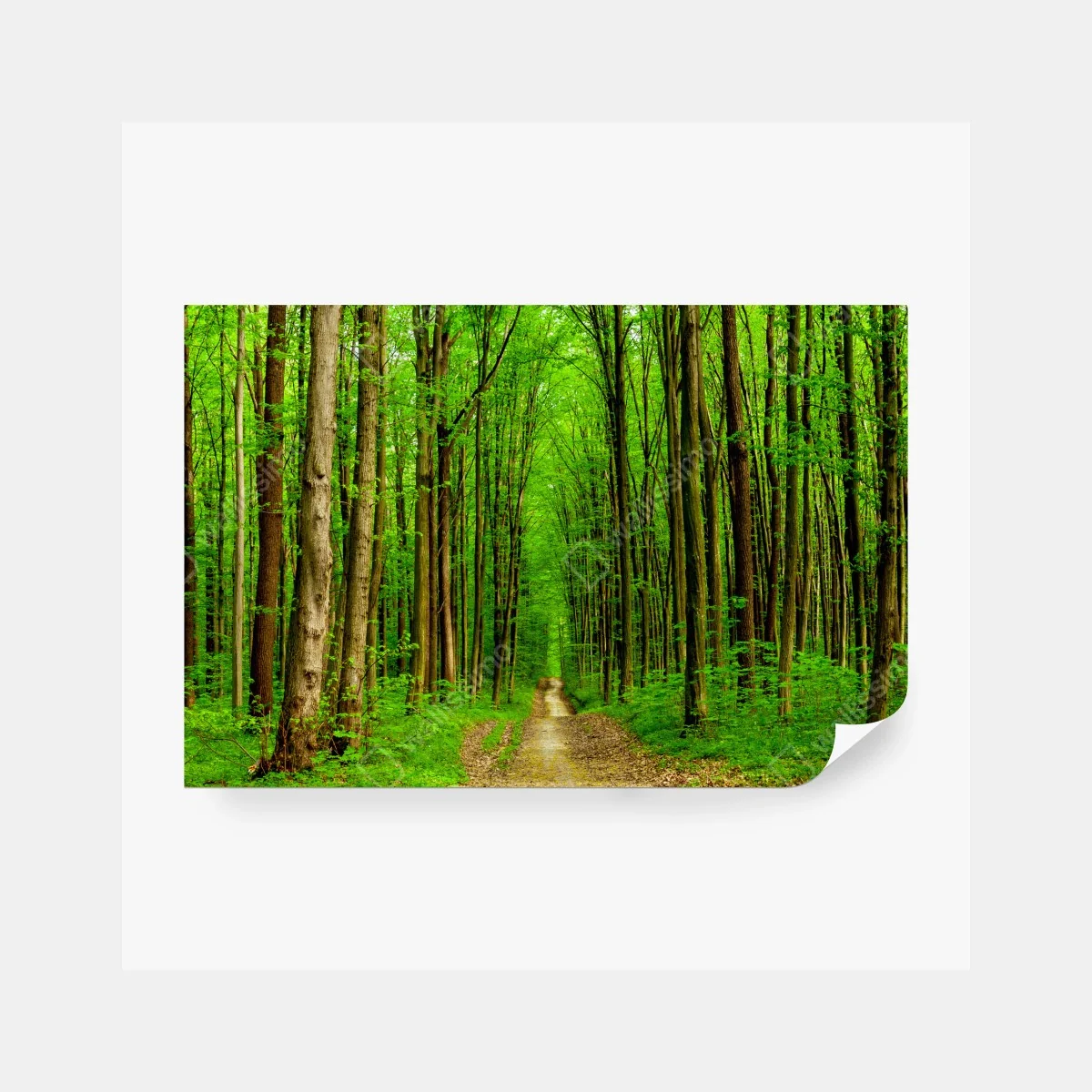 Fototapete grüner waldweg im frühling – Wallnifity®