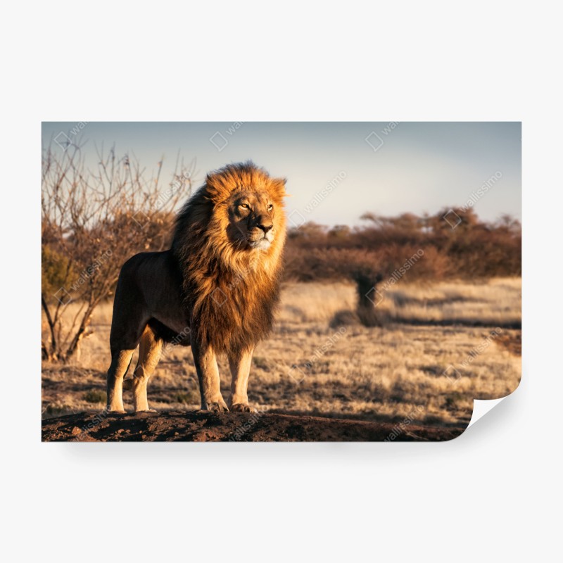 Fototapete raureifbedeckte bäume bei sonnenaufgang – Wallnifity®