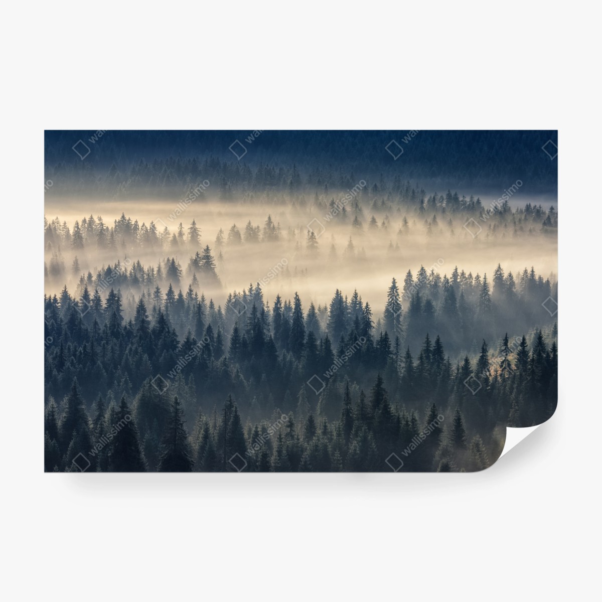 Fototapete nebliges fichtental im dämmerlicht – Wallnifity®