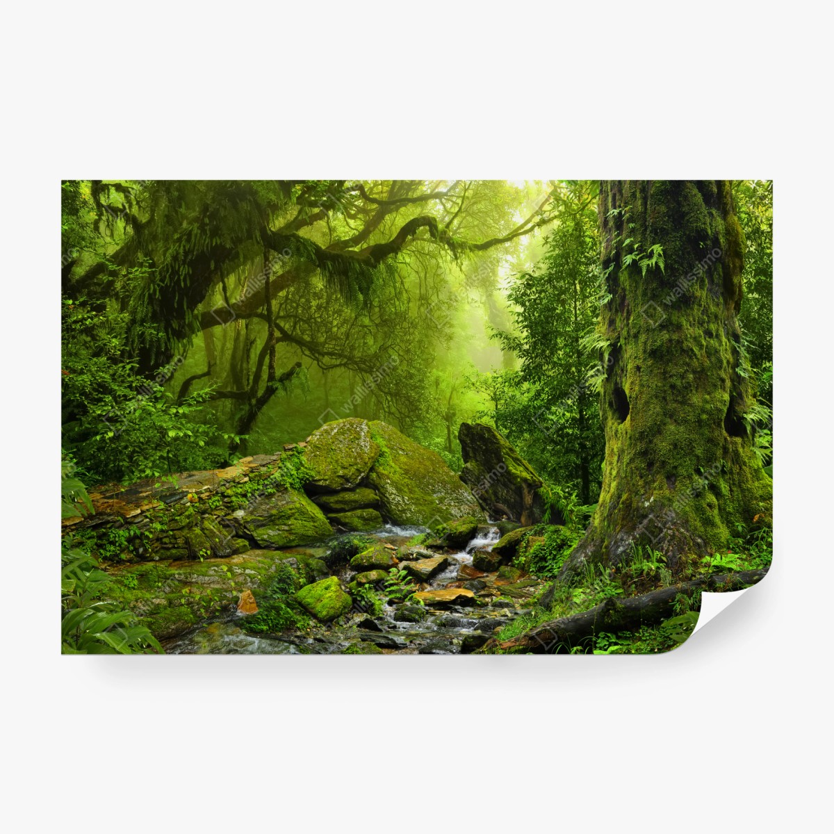 Fototapete moosbedeckter waldbach – Wallnifity®