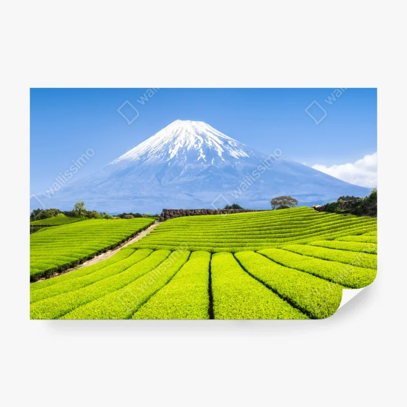 Fototapete üppige teefelder am fuß von Mount Fuji