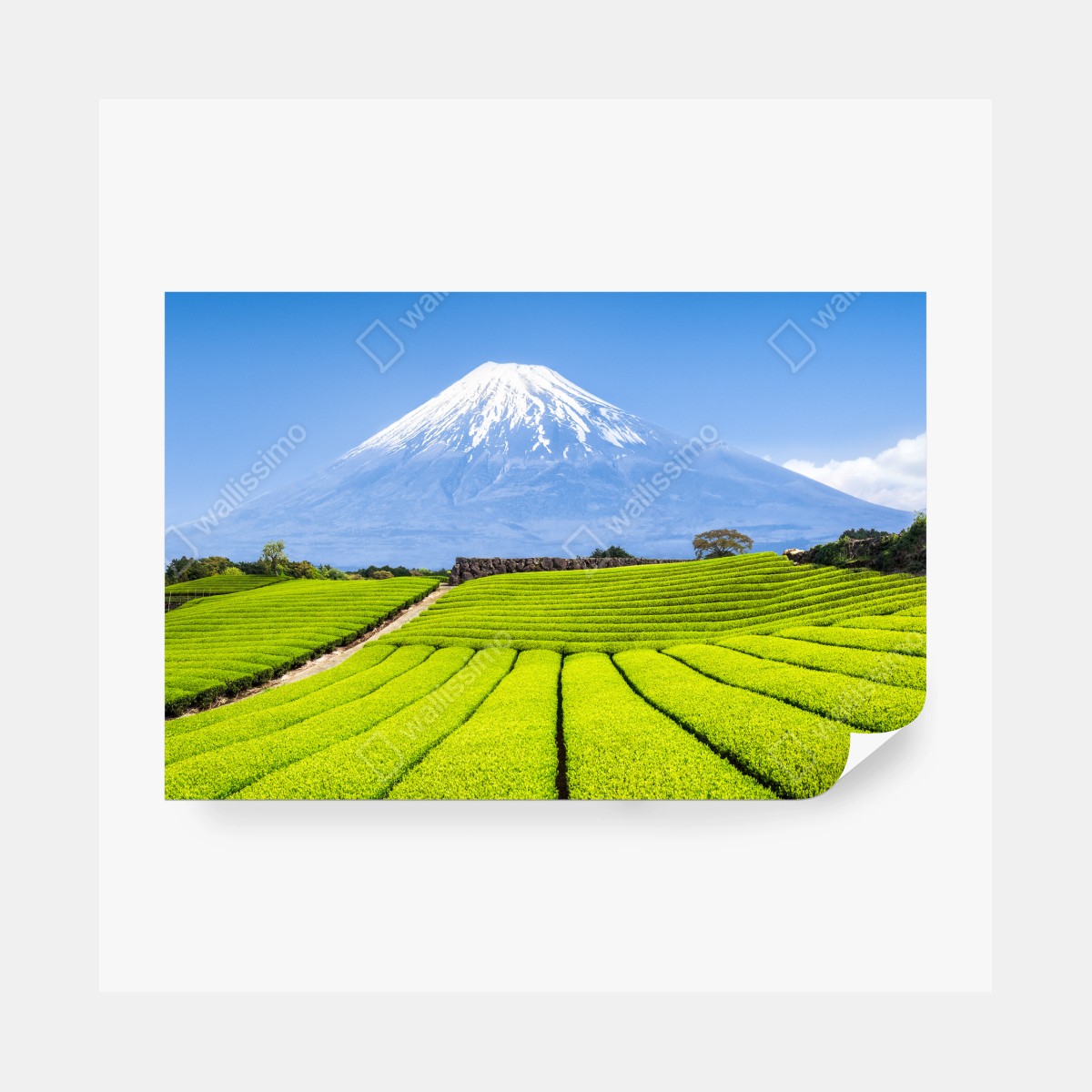 Fototapete üppige teefelder am fuß von Mount Fuji – Wallnifity®