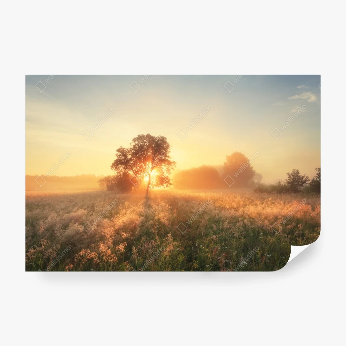 Fototapete goldener sonnenaufgang über nebliger wiese – Wallnifity® Fototapete goldener sonnenaufgang über nebliger wiese – Wallnifity®