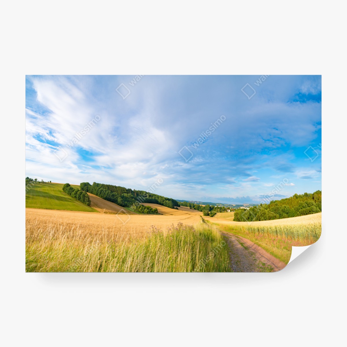 Fototapete morgendliche weizenlandschaft in Kansas – Wallnifity® Fototapete morgendliche weizenlandschaft in Kansas – Wallnifity®