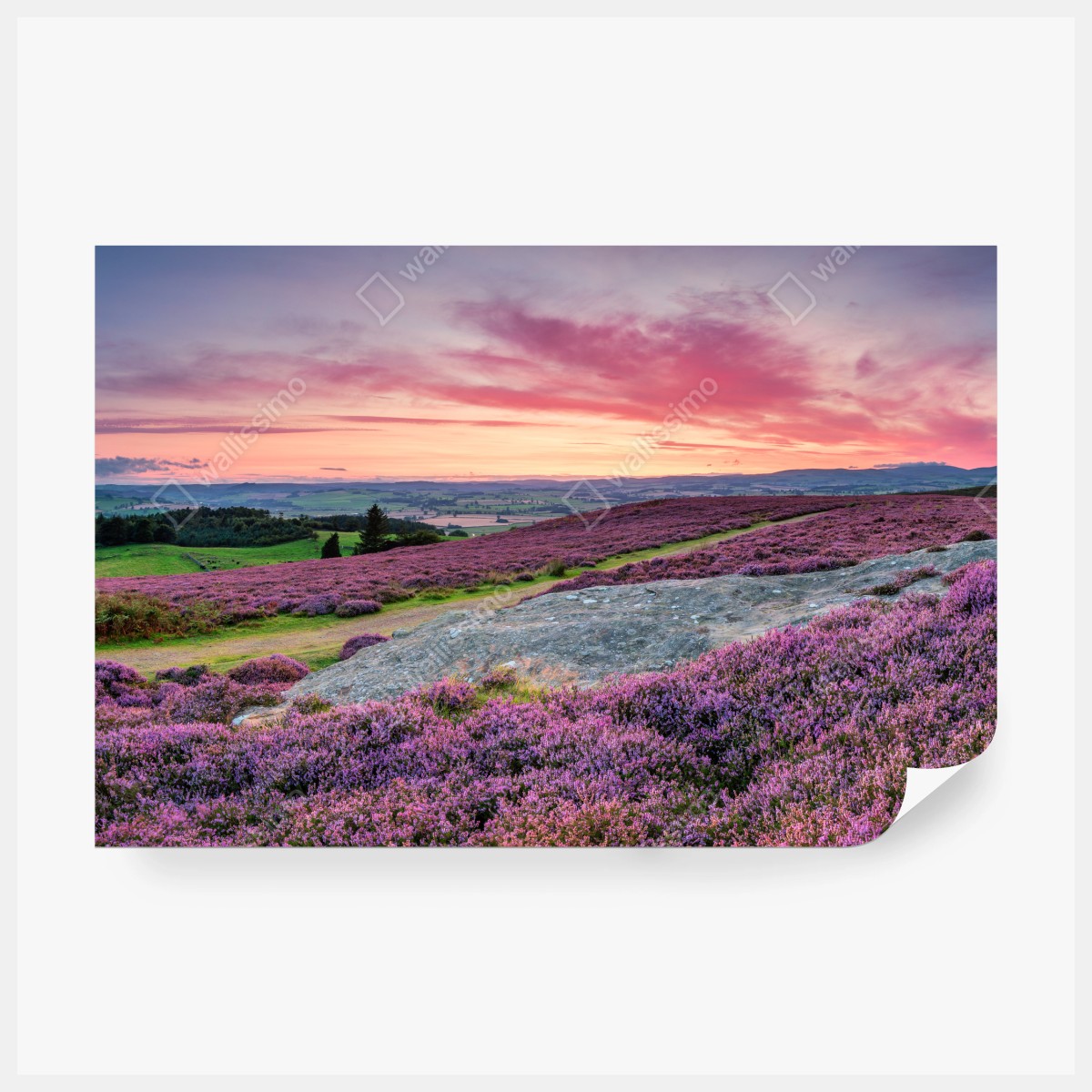 Fototapete violette heideflächen bei sonnenuntergang – Wallnifity® Fototapete violette heideflächen bei sonnenuntergang – Wallnifity®