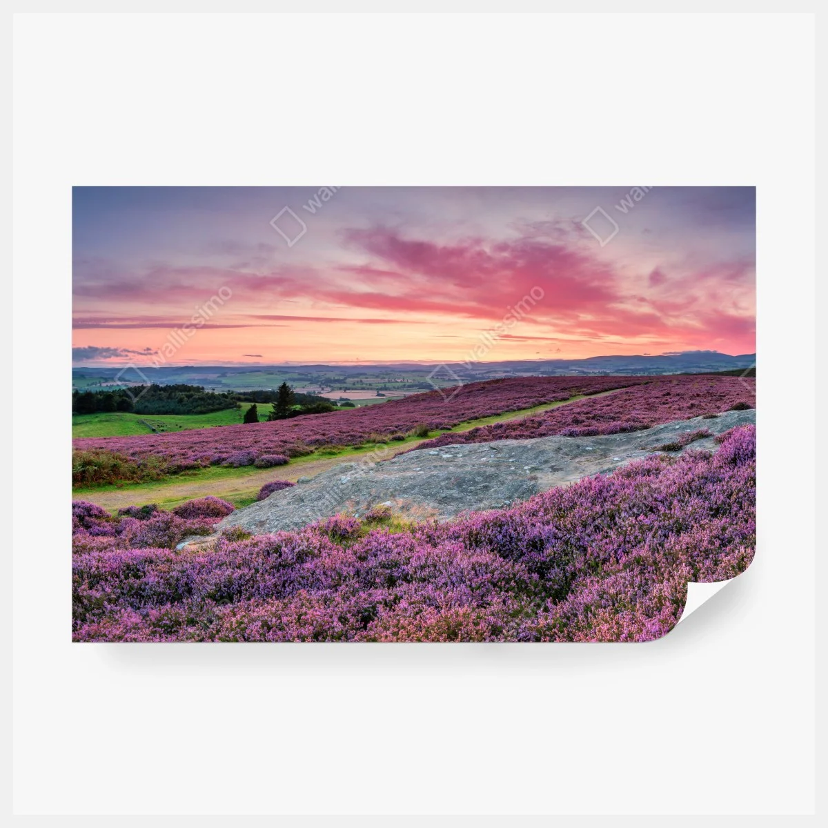 Fototapete violette heideflächen bei sonnenuntergang – Wallnifity®